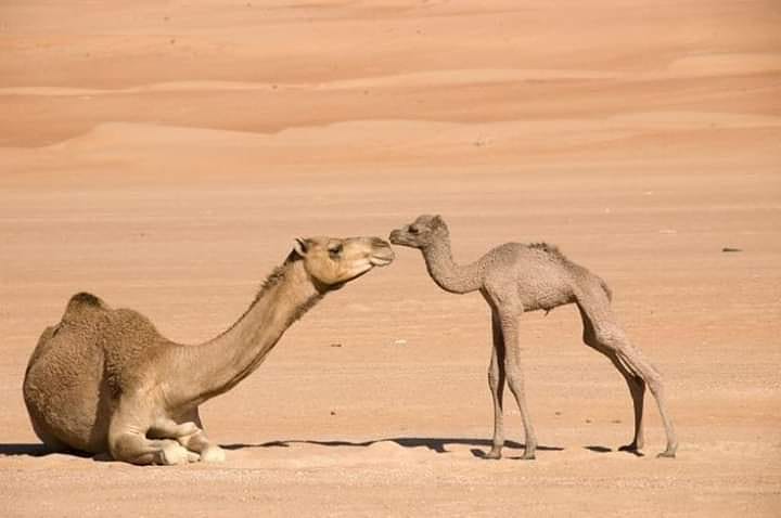 camel ride in sahara
