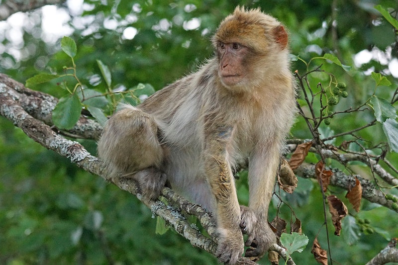 Barbary Macaque in the Cedar forest