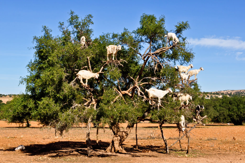 Goats on argan tree