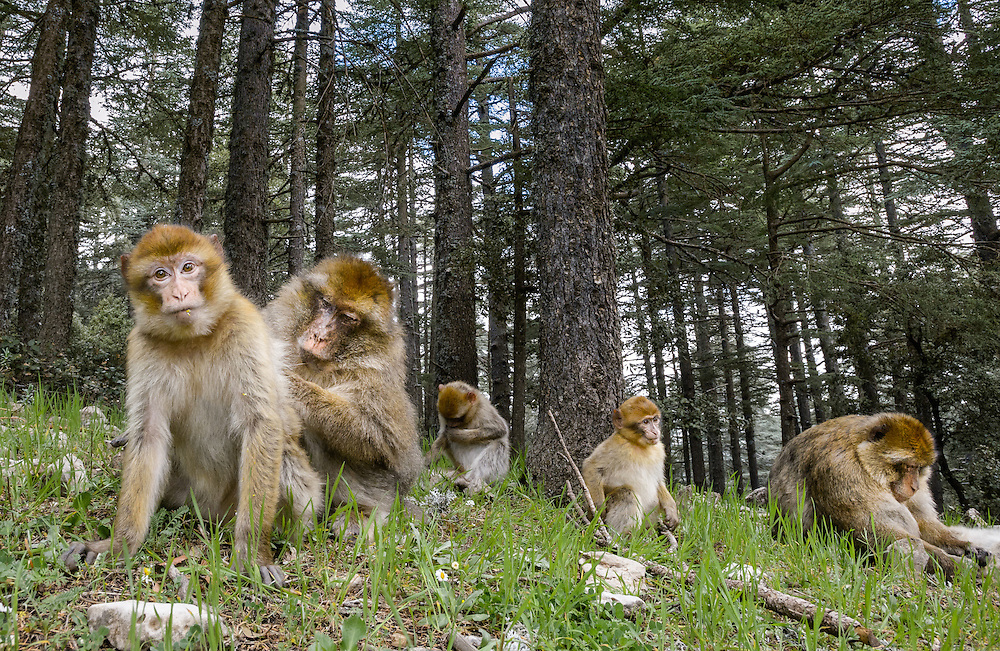 barbary macaque in the cedar forest
