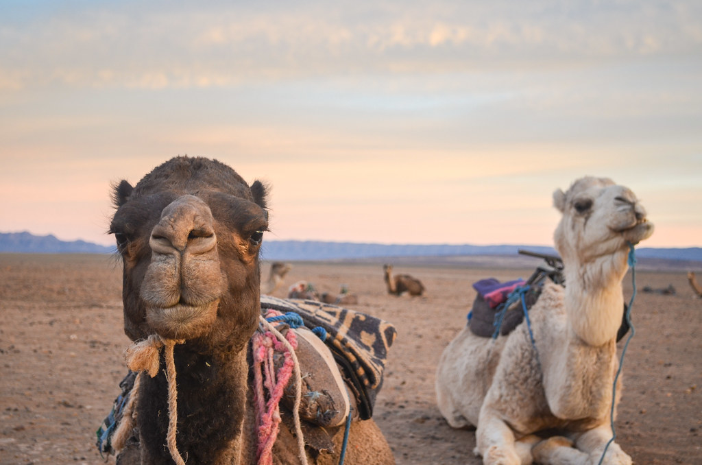 2-day desert itinerary from marrakech