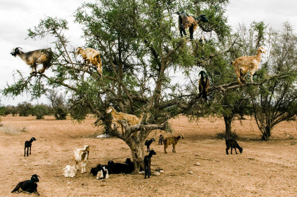 goats on argan trees